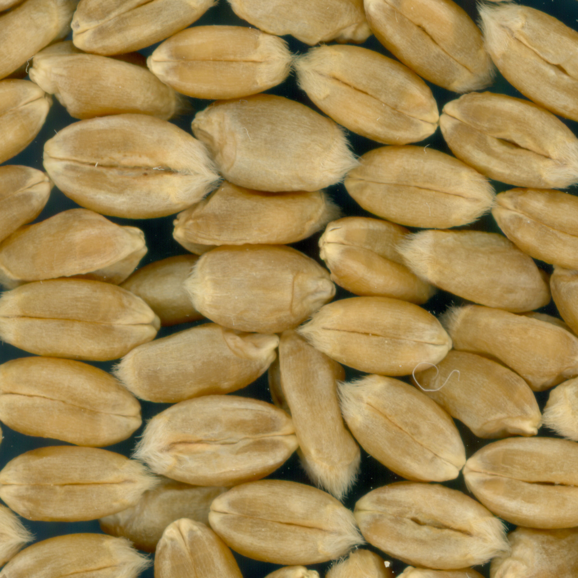 KERNELS